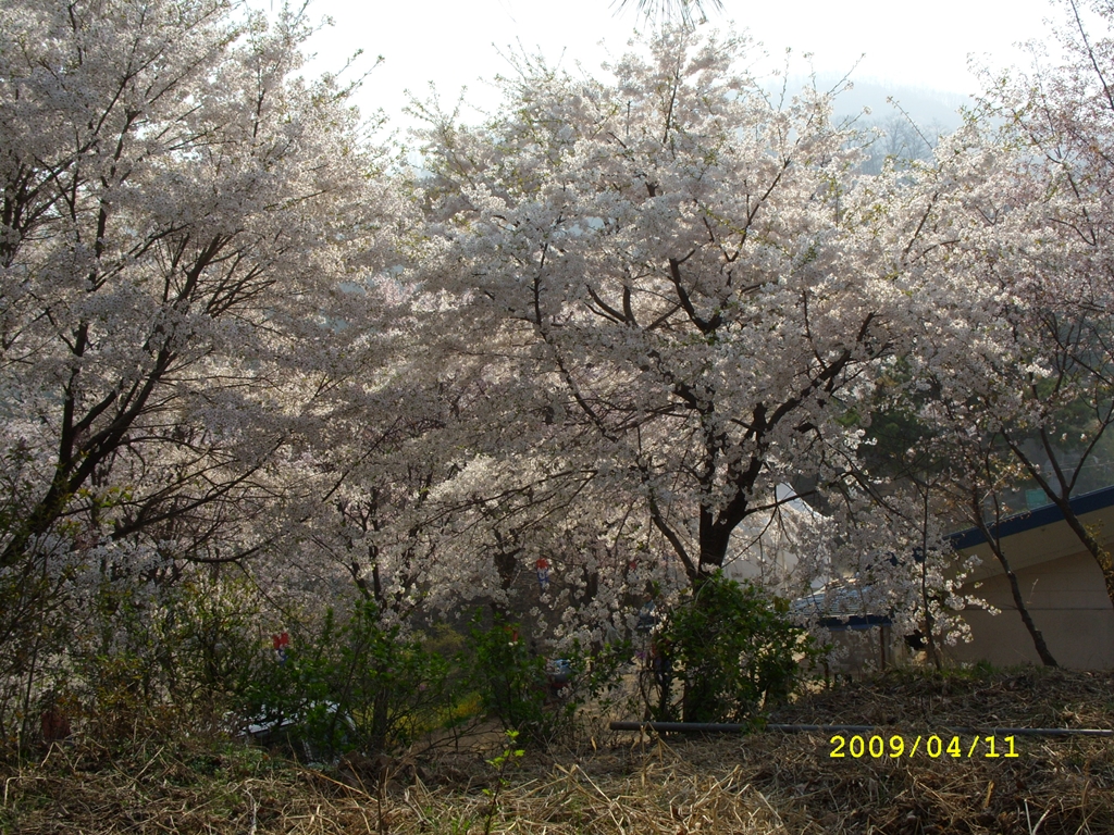 사용자 삽입 이미지